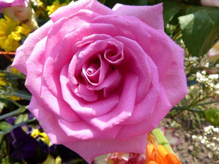 Pink Rose Bloom - fragrance, close, rose, plants, spring, nature, blossomed, romantic, beautiful, pink, flowers