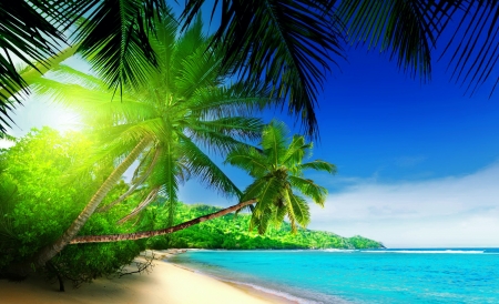 |Tropical paradise - sands, ocean, beach, tropics, paradise, palms, summer, exotic, beautiful, sea