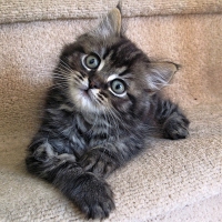 Cute Kitten