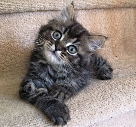 Cute Kitten - cute, cat, grey, kitten