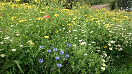 The Meadow - Summer, Nature, Flowers, Meadow