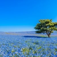 Hitachi Seaside Park