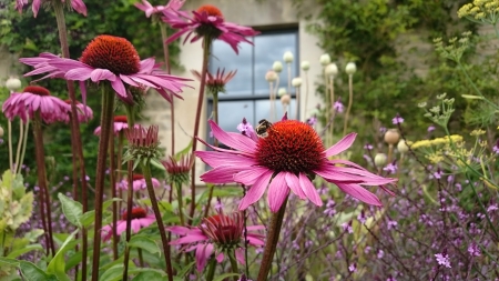 Cottage Garden - Summer, Nature, Bee, Cottage garden, Flower