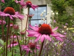 Cottage Garden