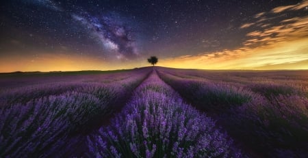 Nature - field, nature, purple, sky