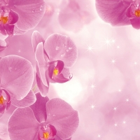 Orchids background