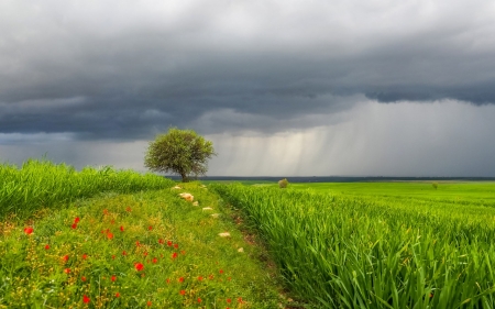 Meadow - grass, nature, tree, Meadow