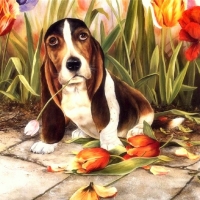 Dogs & Tulips