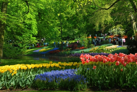 Keukenhof Park, Netherlands - tulips, colors, trees, spring