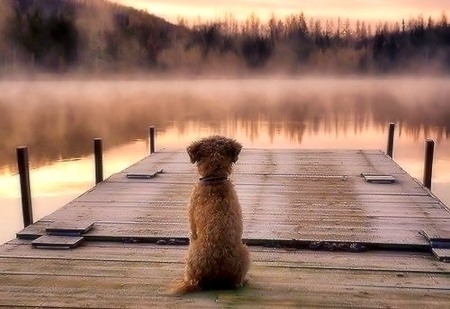 So alone - water, alone, cute, dog