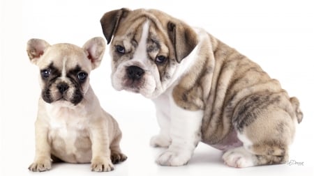 Bulldog Beauty - best friends, couple, puppy, sad, bull dog, pets, caine, dog, pups, dogs, animal, sweet, cute, puppies