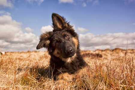 Friend - nature, view, dog, summer, friend