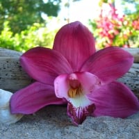 Pink Orchid