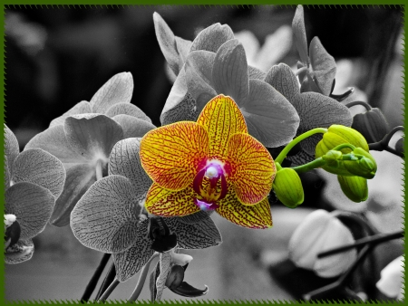 Orchid - petals, blossom, artwork, colors, exotic