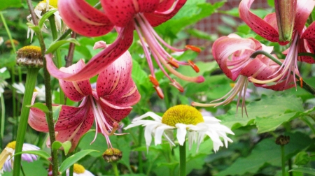 Summer Flowers - daisies, blossoms, white, lilies, garden, red