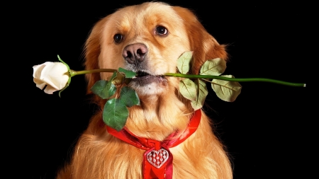 The Knight Of The Rose - blossom, funny, artwork, dog, flower