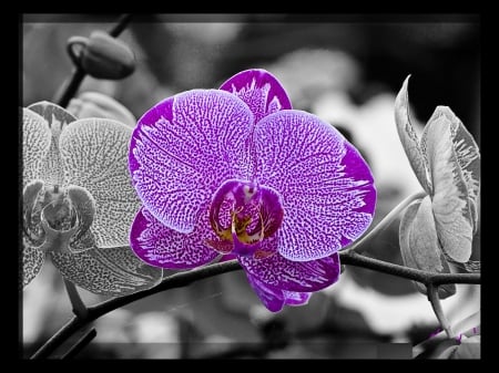 Orchid - phaleonopsis, petals, blossom, artwork