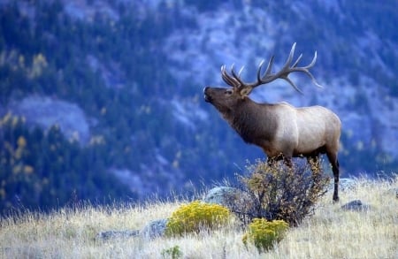 Elk Bulging for a Mate