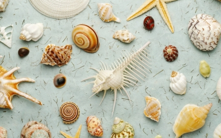 Sea Shell - shell, photo, sea, types