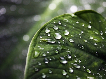 Green Leaf - leaves, green, leaf, drops