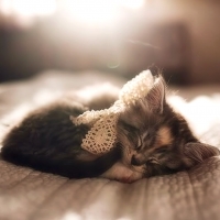Cute Kitten