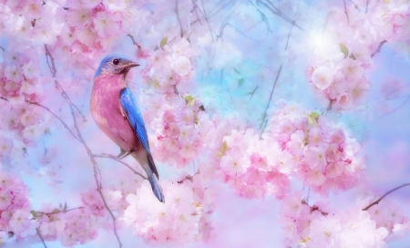 SPRING POETRY - blossoms, pink, blue, pastel, flowers, bird