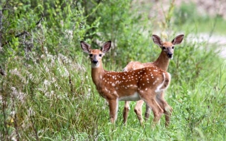 Two Young Fawns - fawns, grass, nature, animals