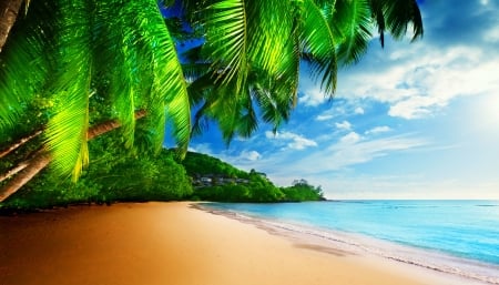 Tropical paradise - sands, ocean, beach, sky, tropics, paradise, palms, summer, exotic, vacation, nature, beautiful, rest, sea