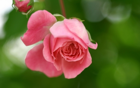 Rose - bokeh, pink, green, rose, flower