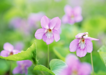 Pink violets - pink, green, violet, flower, little