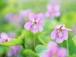 Pink violets