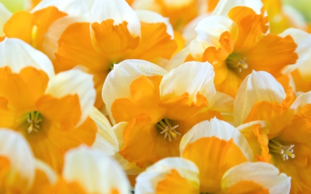 Daffodils - white, skin, yellow, daffodils, texture, flower, spring