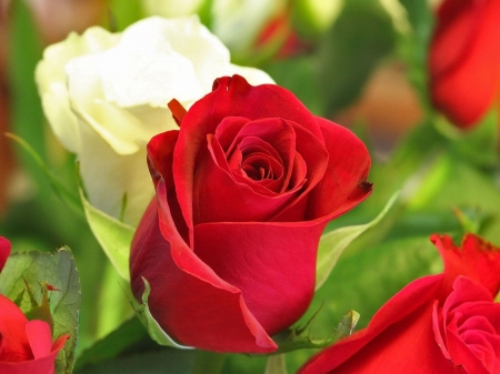 Roses - white, red, green, rose, flower