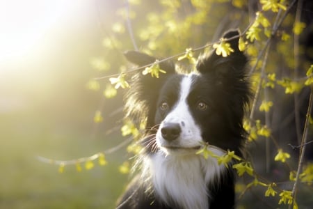 Border Collie - black, white, animal, border collie, green, dog, leaf