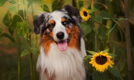 Funny face - yellow, summer, dog, smile, white, animal, sunflower, funny, australian shepherd, green, face, tongue