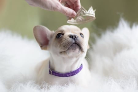 Princess - white, animal, cute, crown, puppy, princess, dog