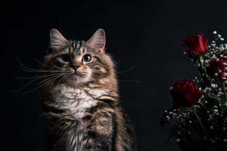 Cat - cat, red, animal, black, flower