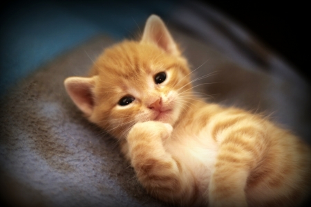 Pensive kitten - pensive, animal, funny, cute, kitten, cat, paw