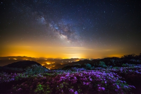 Night Sky - nature, sky, field, flowers