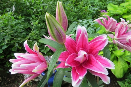 Pink Lily - blossoms, petals, leaves, plants, garden