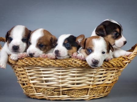 Five Puppies on the Basket - animal, basket, dog, puppies