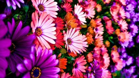 Daisies - blossoms, white, purple, red, colors, petals