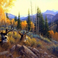 Summer Mule Deer