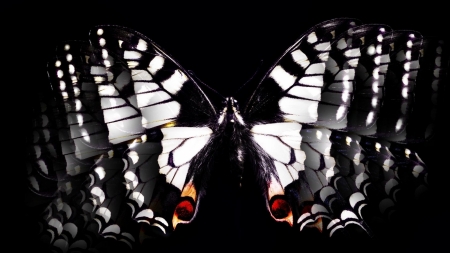 Black and White Butterfly