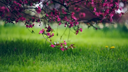 Flower - nature, tree, grass, flower