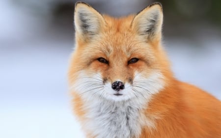 Fox - animal, fox, cute, jungle