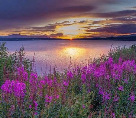 Lake under the Midnight Sun - nature, purple, lake, sun