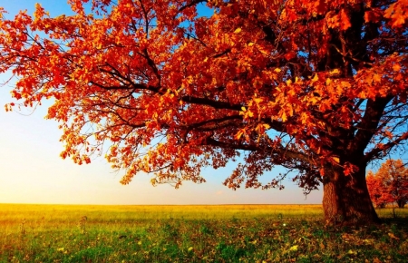 Autumn tree - leaves, bark, tree, forest