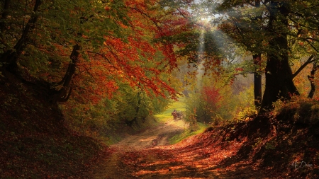 Autumn Ride - trees, wagon, sunshine, morning, light, horse, fall, path, vintage, autumn, lane