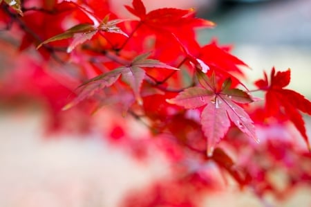 Beautiful red leaves